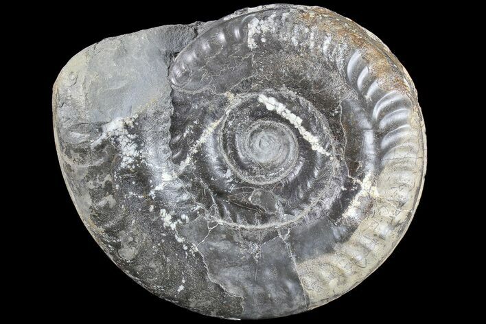 Jurassic Ammonite (Hildoceras) - England #85237